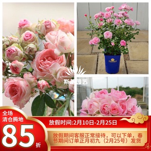 【斯基园艺】白桃妖精月季蓬蓬裙微型迷你盆栽多头勤花四季开大苗