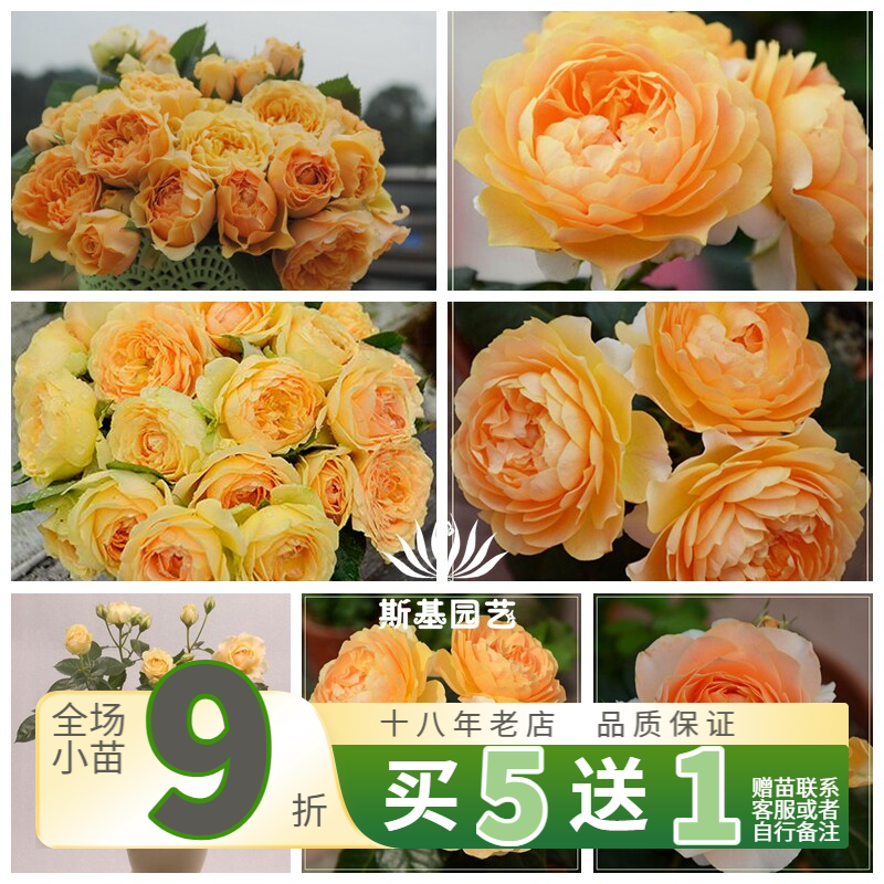 【斯基园艺】木星王阳台月季 荷兰微型月季盆栽月季小苗中苗大苗