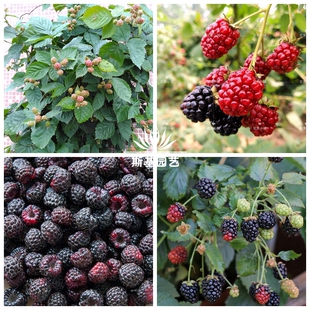 三冠王美国无刺黑莓新一代黑树莓庭院爬藤蔓植物 斯基园艺