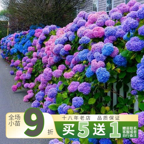 斯基绣球花无尽夏魔幻水晶珊瑚