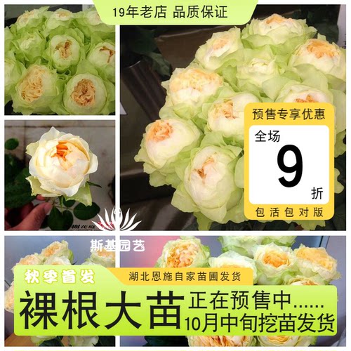 教母月季日本切花奶油绿包子裸根