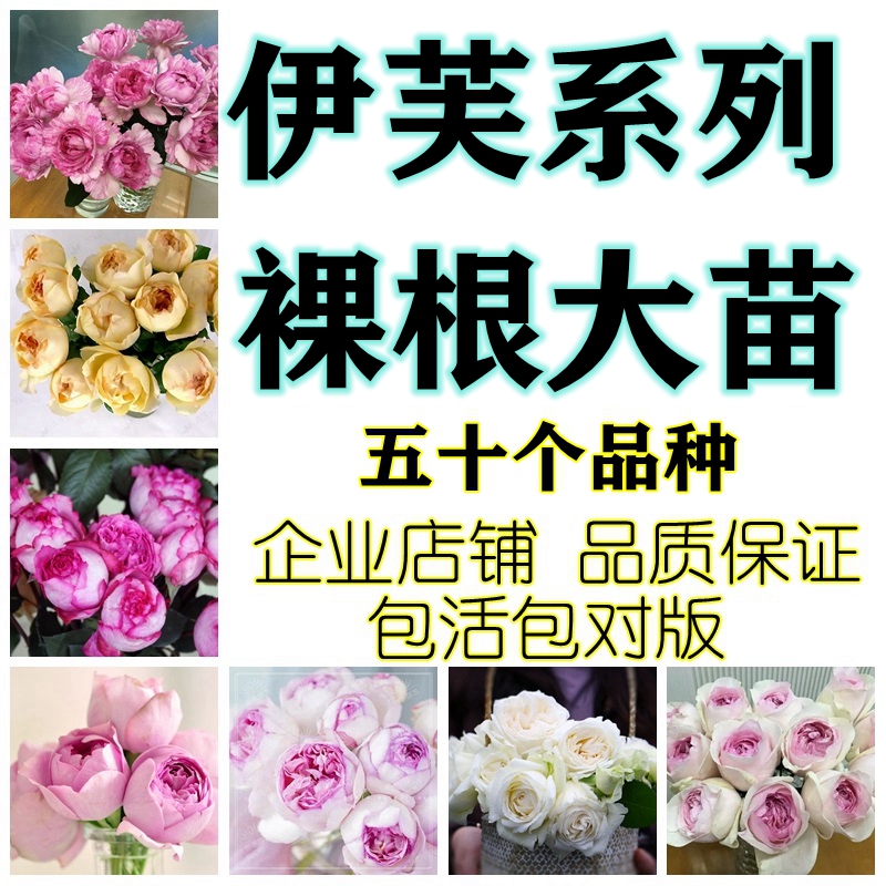 斯基伊芙月季胭脂香水伯爵