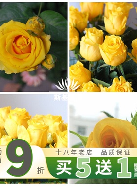 【斯基园艺】金枝玉叶月季切花纯正黄色盆栽小中大苗非苏格兰黄油