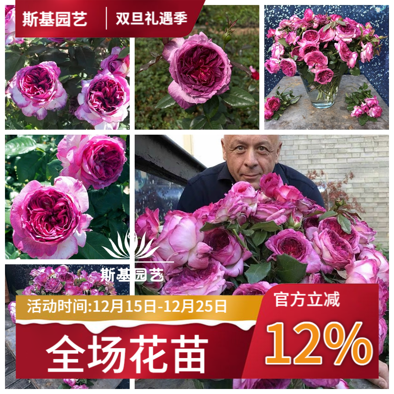 蓝莓蛋糕月季新品法国戴尔巴德花