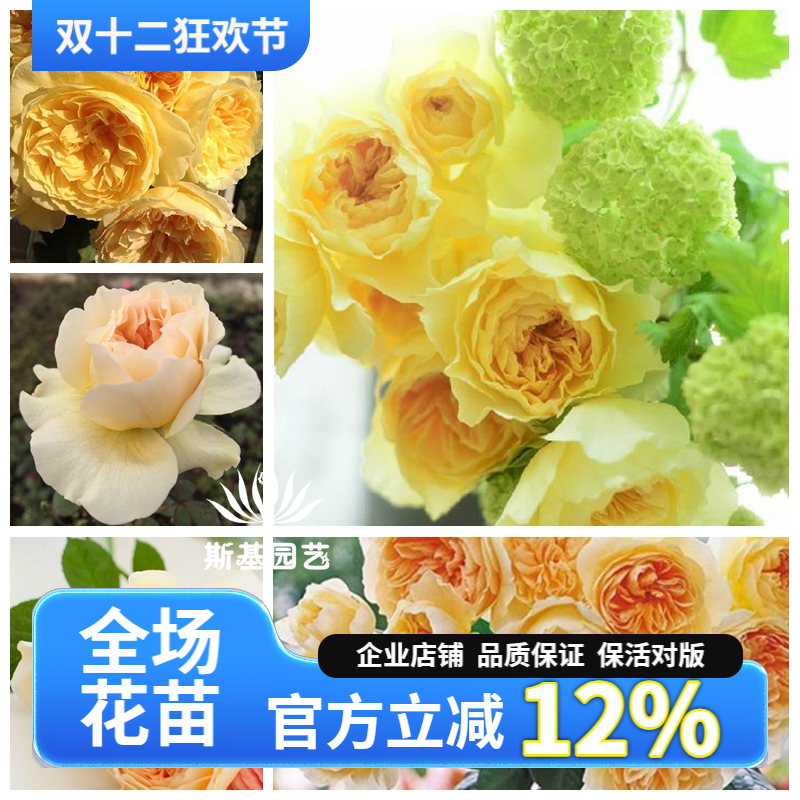 萤火虫之地月季日本浓香切花阳台