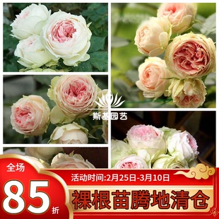 【斯基园艺】绒球门廊月季英国切花盆栽欧月爆花多头扦插小中大苗