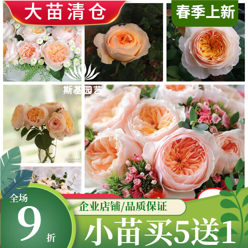 【斯基园艺】朱丽叶/切朱月季英时令草本花卉