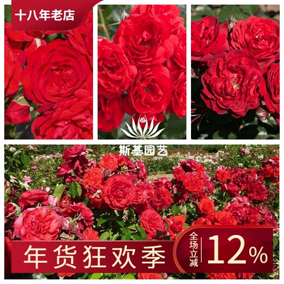 猩红伯尼卡月季深圳红露阳台玫瑰