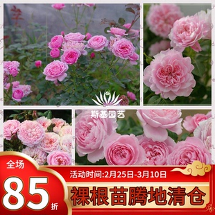 【斯基园艺】铃之妖精/美丽公园月季法国微型多头勤花盆栽欧大苗