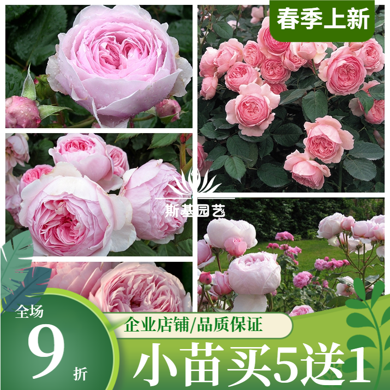 【斯基园艺】杰夫.汉密尔顿  时令草本花卉