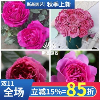 特拉方特月季法国切花强水果香花