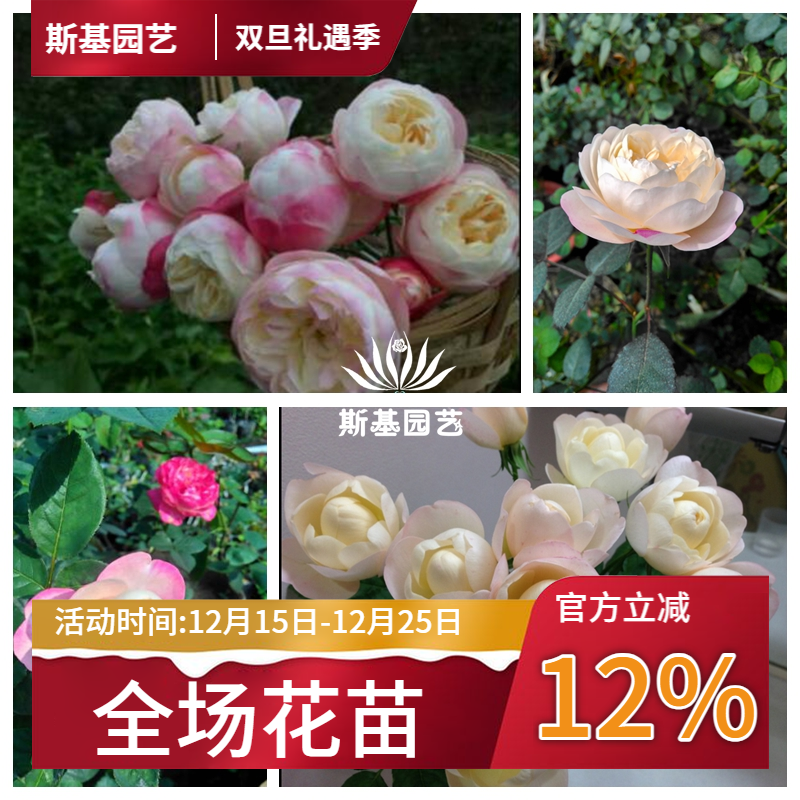 【斯基园艺】和室月季丰花阳台盆栽欧月变四季开玫瑰花裸根小大苗