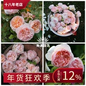 伊芙琳月季 斯基园艺 英国奥斯汀浓香灌木阳台庭院花扦插中大苗