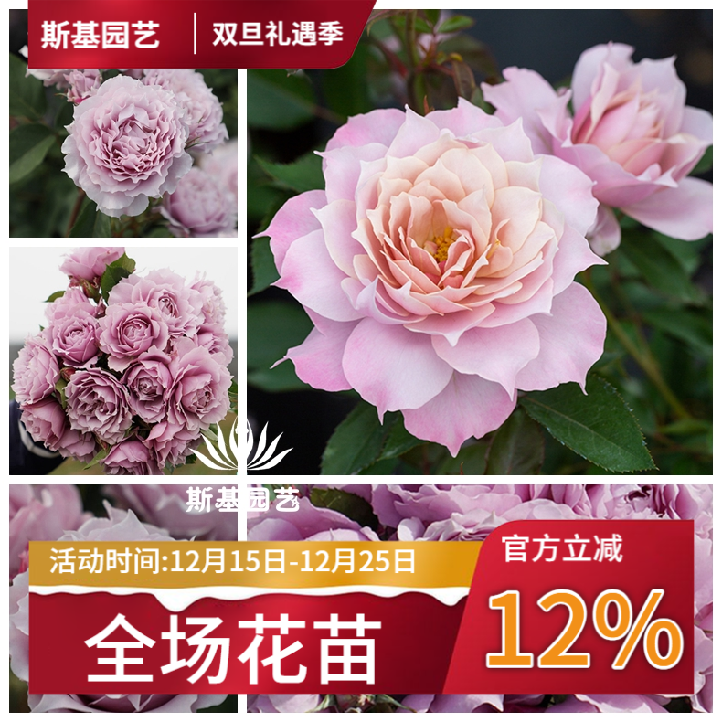 【斯基园艺】幻紫月季国产丰花茶香抗病奇特美人露台庭院裸根大苗