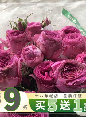 福喜雅蕾丝紫红蕾丝月季新品盆栽