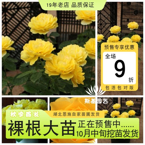 斯基园艺金星月季荷兰大花微月苗