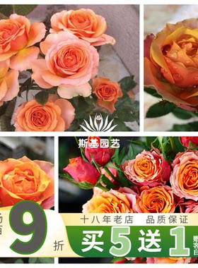 【斯基园艺】那不勒斯月季丹麦微型复古盆栽欧月四季开扦插小大苗