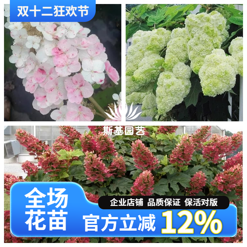 和声栎叶绣球红宝石拖鞋栎叶绣球