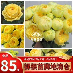 【斯基园艺】卡特琳娜月季日本纯黄包子切花扦插欧月盆栽小中大苗