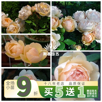 沃勒顿老庄园月季英国灌木浓香苗
