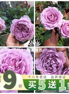 【斯基园艺】空朦月季蓝色丰花蒙多头勤花天之狼阳露台庭院蔷薇苗