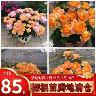 【斯基园艺】果汁阳台飞溅果汁微型树月季棒棒糖大花微月季中大苗