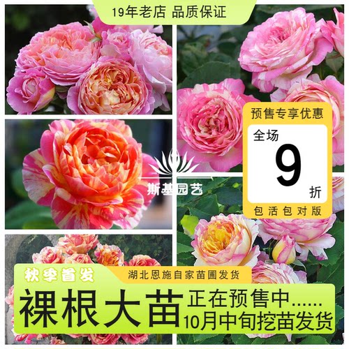 克劳德莫奈月季法国灌木丰花条纹