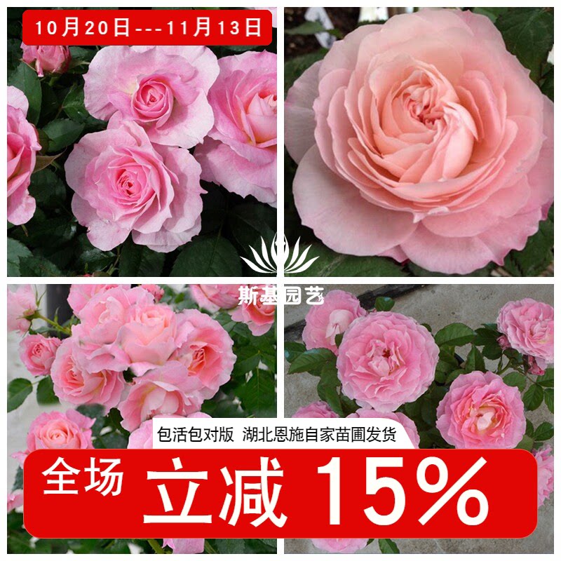 【斯基园艺】海神王阳台月季荷兰经典微型迷你大花微盆栽小中大苗