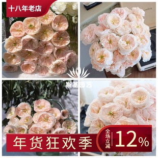 【斯基园艺】慈善/善举/切尔提月季新品英国奥斯汀切花浓香阳台苗