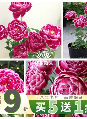 日本玛丽玫瑰月季经典切花欧月