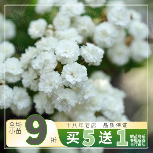 绣线菊八重小手球北欧花卉点缀园