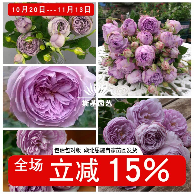 【斯基园艺】青金石月季日本蓝色阳台花庭院盆栽扦插小苗中苗大苗