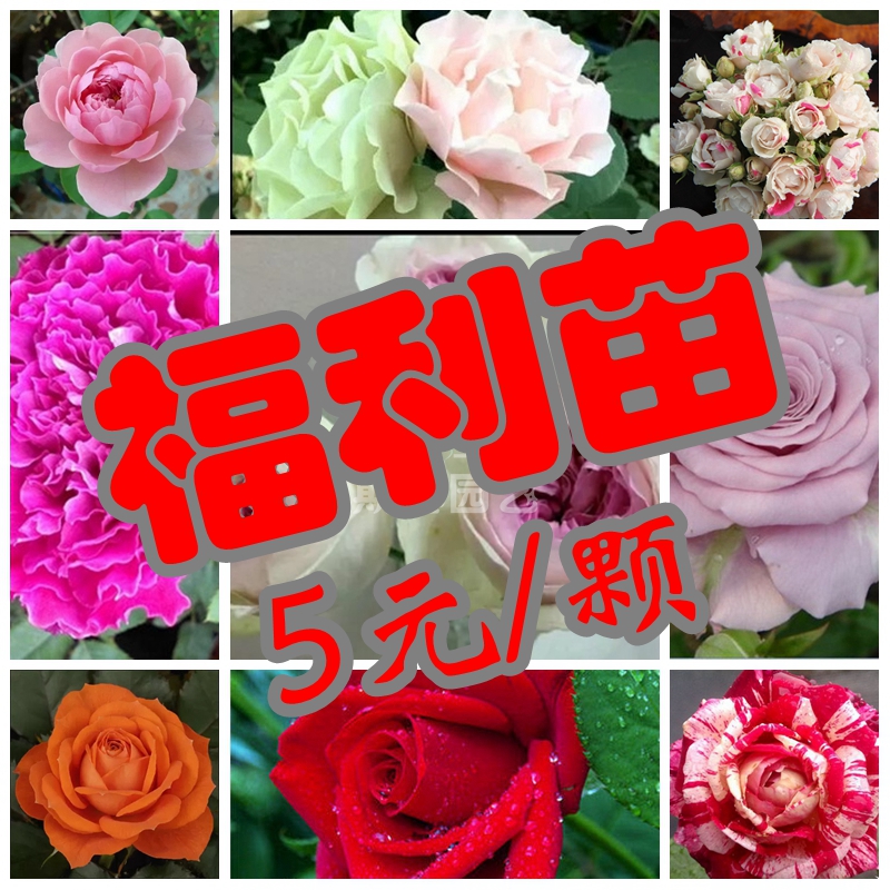 【斯基园艺】福利苗盲盒月季不知道品种混苗盆栽玫瑰花小中大苗