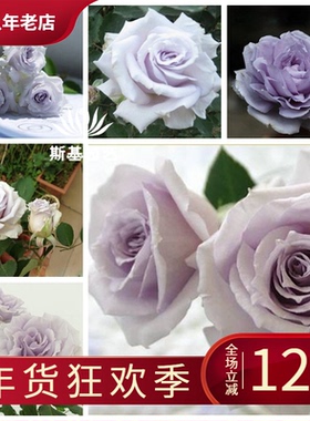 【斯基园艺】大地之蓝月季蓝色格劳恩日本今井浓香丰花勤期长多季
