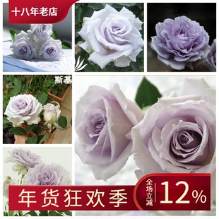 【斯基园艺】大地之蓝月季蓝色格劳恩日本今井浓香丰花勤期长多季