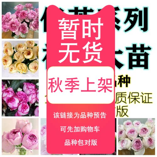 【斯基】伊芙月季系列大苗胭脂香水伯爵婚礼之路乙女心飞溅爬藤光