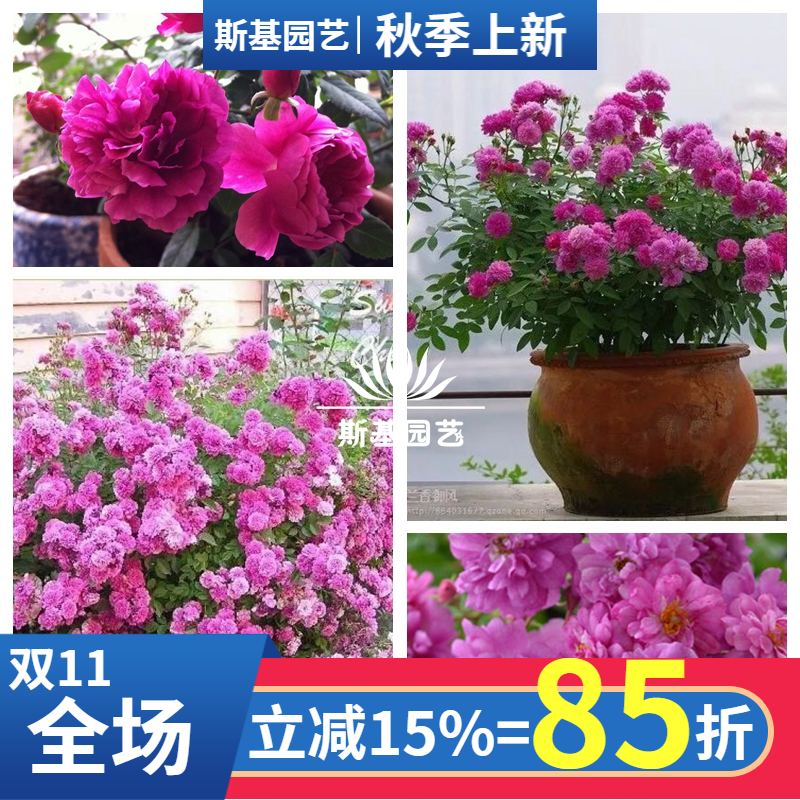 【斯基园艺】甜蜜马车月季美国微型迷你浓香花盆栽四季开小中大苗