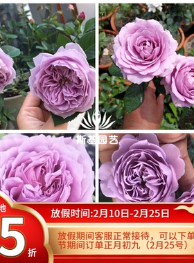 【斯基园艺】空朦月季蓝色丰花蒙多头勤花天之狼阳露台庭院蔷薇苗
