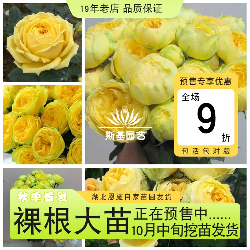 【斯基园艺】卡特琳娜月季日本纯黄包子切花扦插欧月盆栽小中大苗