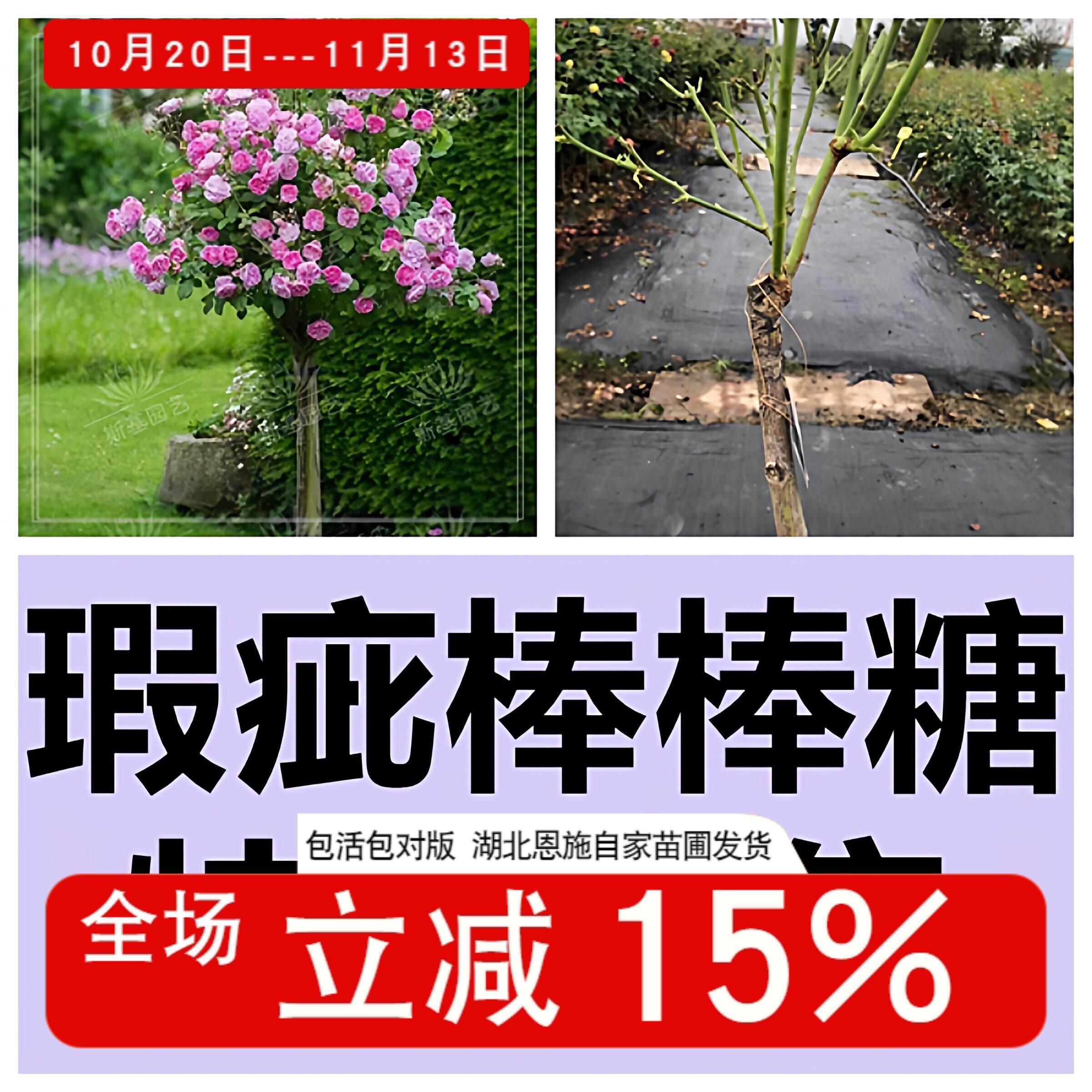 【斯基园艺】瑕疵偏冠棒棒糖树月季朱丽叶伊芙系列树桩状庭院露阳