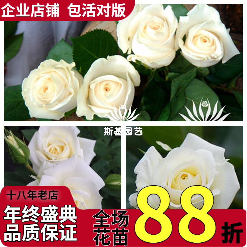 【斯基园艺】酷宝石月季荷兰微型迷你白色钻石玫瑰盆栽扦插中大苗