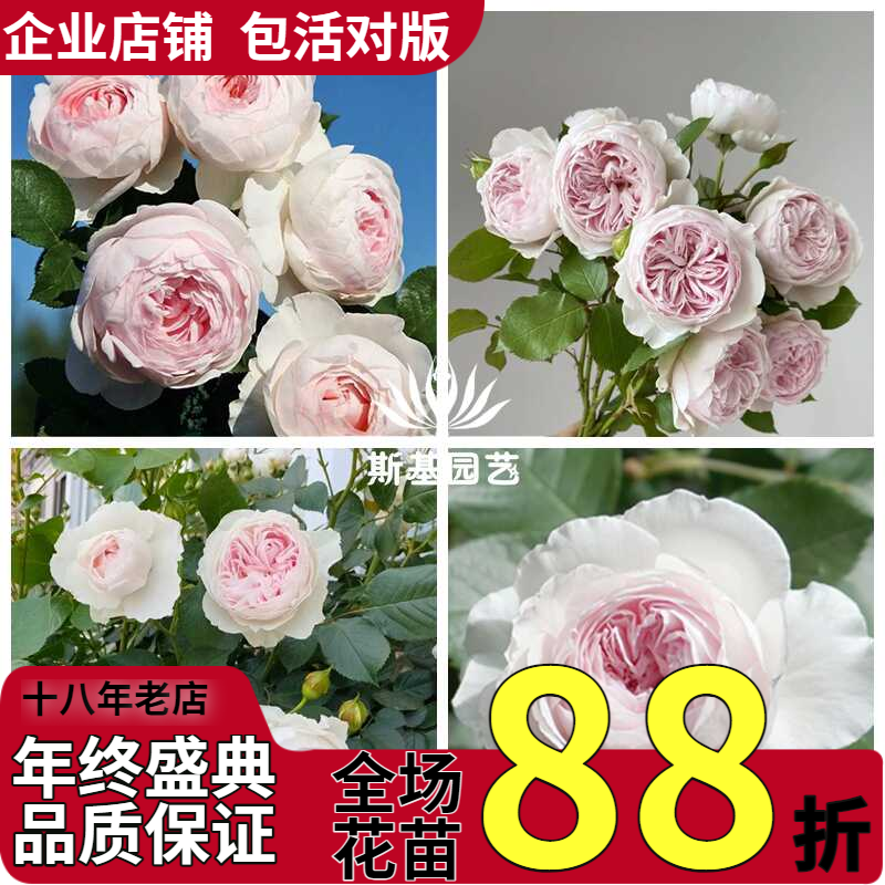 【斯基园艺】克里斯蒂娜公爵夫人月季德国浓香玫瑰露台庭院开花苗