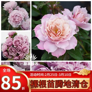 【斯基园艺】幻紫月季国产天狼丰花茶香奇特美人露台庭院裸根大苗