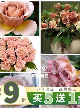拿铁咖啡月季新西兰复古色切花苗