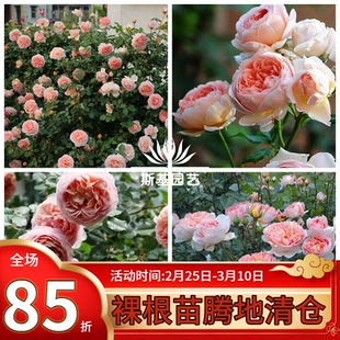 【斯基园艺】亚伯拉罕达比月季英国大卫奥斯汀大灌木可藤经典大苗