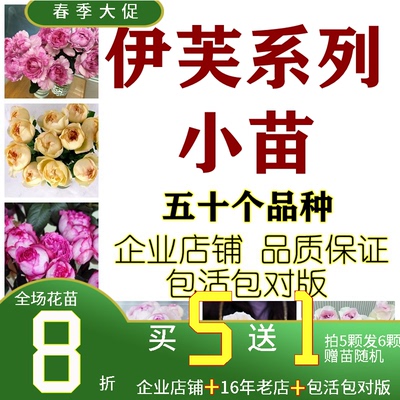 伊芙系列胭脂香水伯爵婚礼之路