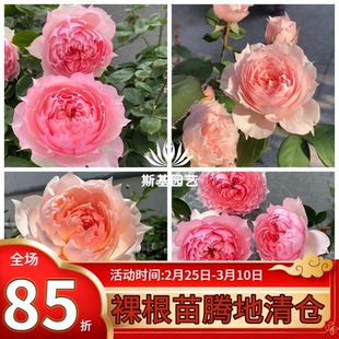 【斯基园艺】莫妮卡戴维月季法国美人尖包子丰花淡香裸根小中大苗