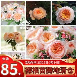 【斯基园艺】朱丽叶/切朱月季英国奥斯汀经典切花捧花玫瑰小大苗