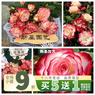 【斯基园艺】摩纳哥公爵/樱桃冰淇淋月季法国丰花盆栽玫瑰中大苗