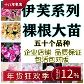 伊芙月季 斯基 系列大苗胭脂香水伯爵婚礼之路乙女心飞溅爬藤光